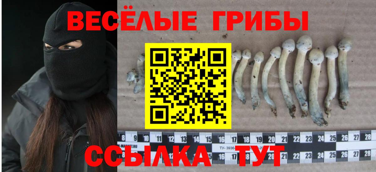 Михайловск  Псилоцибиновые грибы Psilocybine cubensis  Вход с VPN 